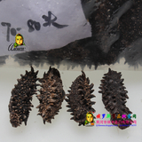 【代购】洋品多俄罗斯萨哈林海参6排刺大红参70-80头10到15年海参500g
